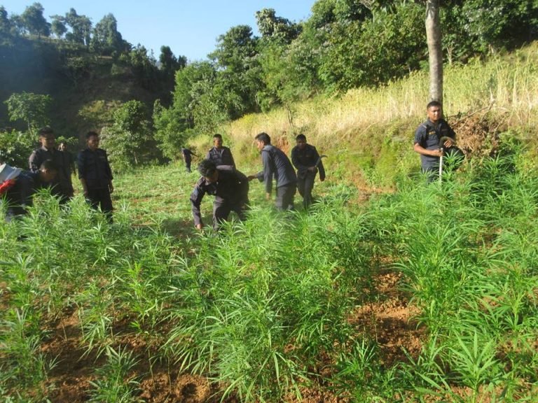 मकवानपुरका विभिन्न स्थानमा गाँजा र अफिम नस्ट(फोटो फिचर सहित)