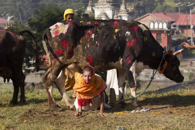 आज गाई, गोरु र गोवर्धन पूजा