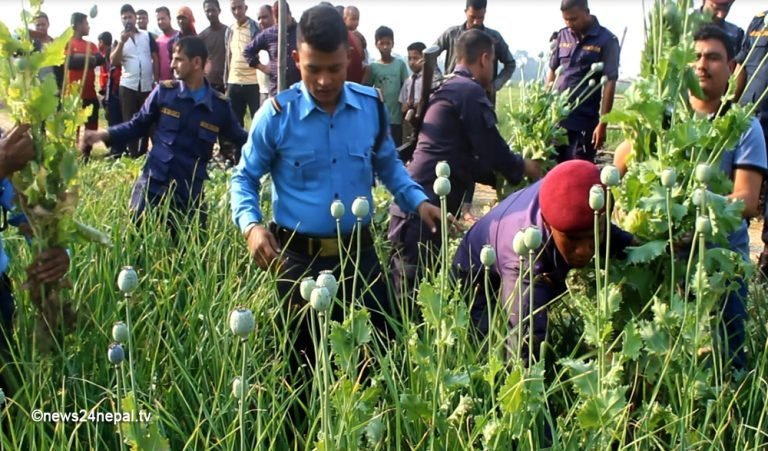 अफिमखेती गर्ने २ जना पक्राउ, खेतमै पुगेर यसरी नस्ट गरियो
