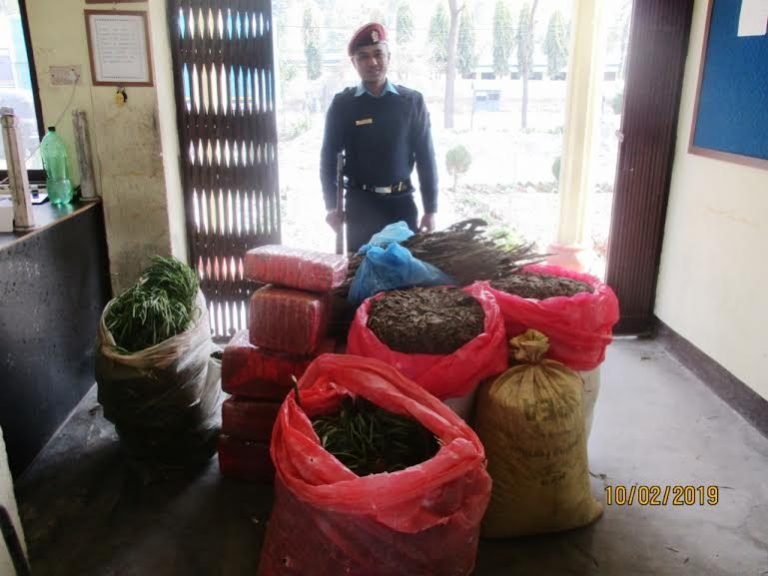 डेढ क्विन्टल लागु औषध गाँजा बरामद