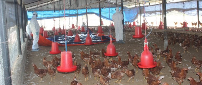 बर्डफ्लु प्रभावित क्षेत्रमा धमाधम कुखुरा मारिँदै