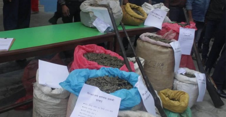 लाजिम्पाटबाट ५० केजी गाँजासहित २ पक्राउ