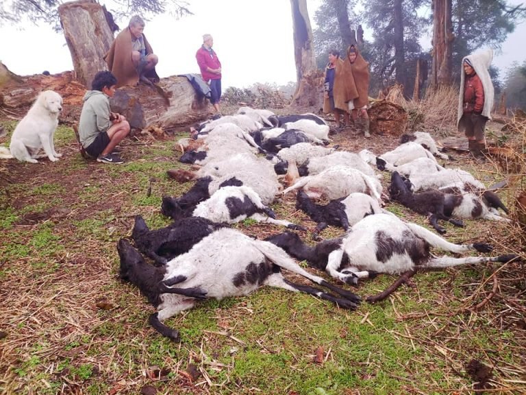 चट्याङले २८ भेडा मरे