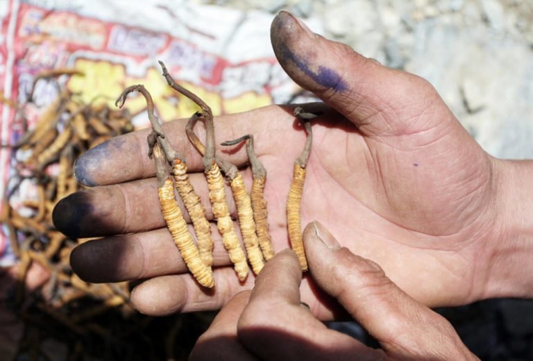 यार्सागुम्बा टिप्न गएका तीन जनाको ज्यान गयो