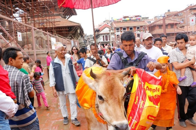 आज गाईजात्रा, दिवङ्गत आफन्तको सम्झना
